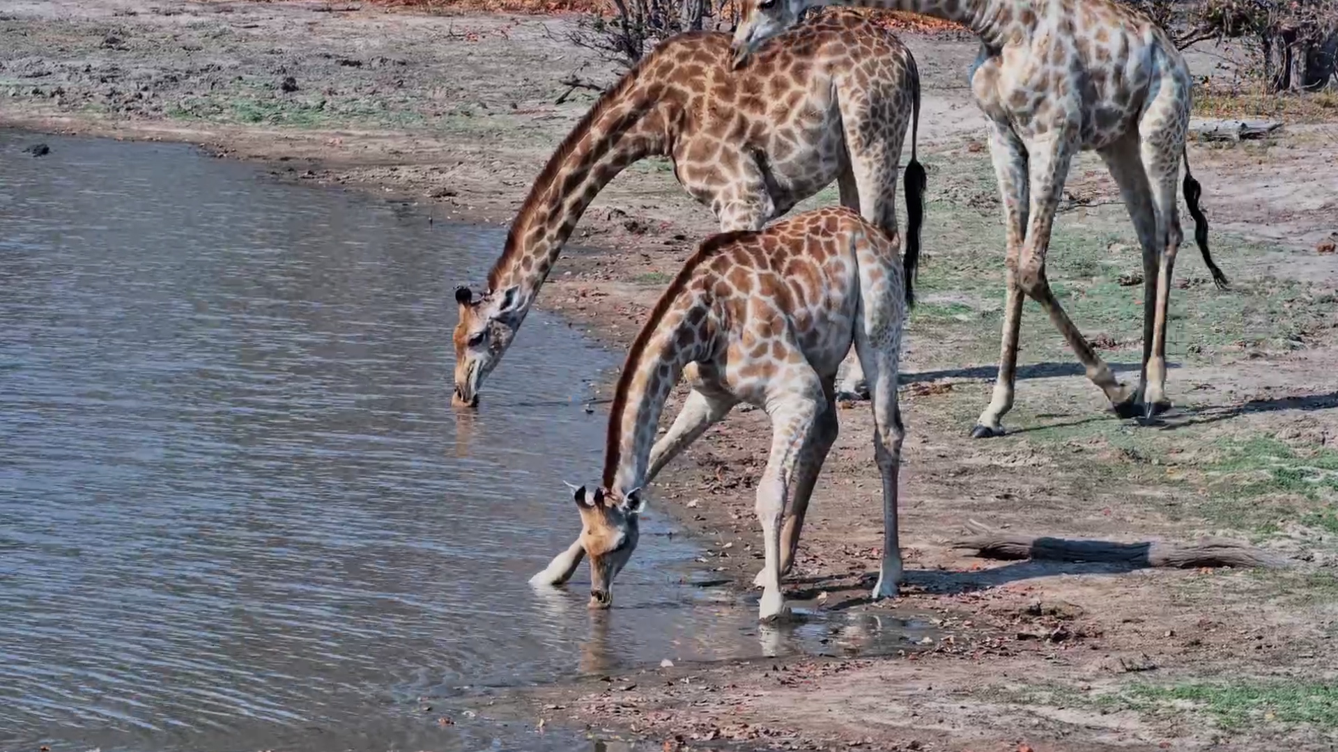 When the Whole Giraffe Crew Comes to the Waterhole