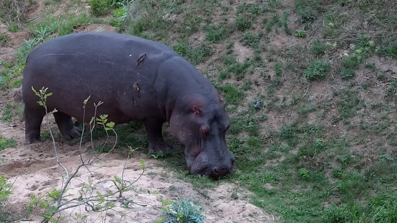Hippo Enjoys a Daytime Snack Beneath the Bridge