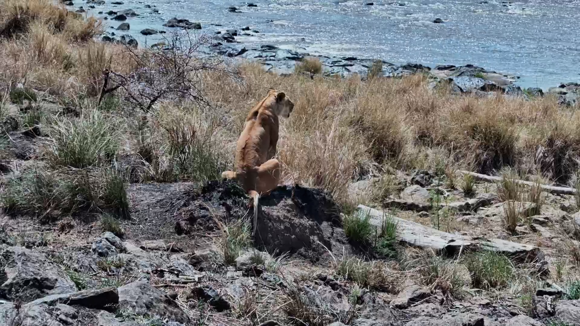 Mum Keeps Crossing the River… But Her Little Cubs Are Too Scared