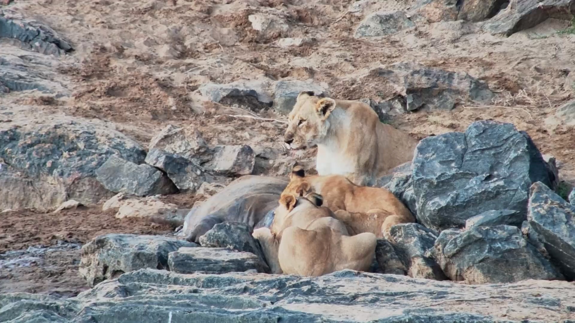 Lions Return to the Hippo Carcass in the Morning