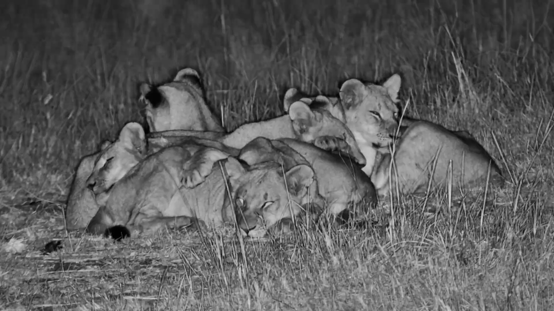 How Many Lions Can Fit in One Cuddle Pile?