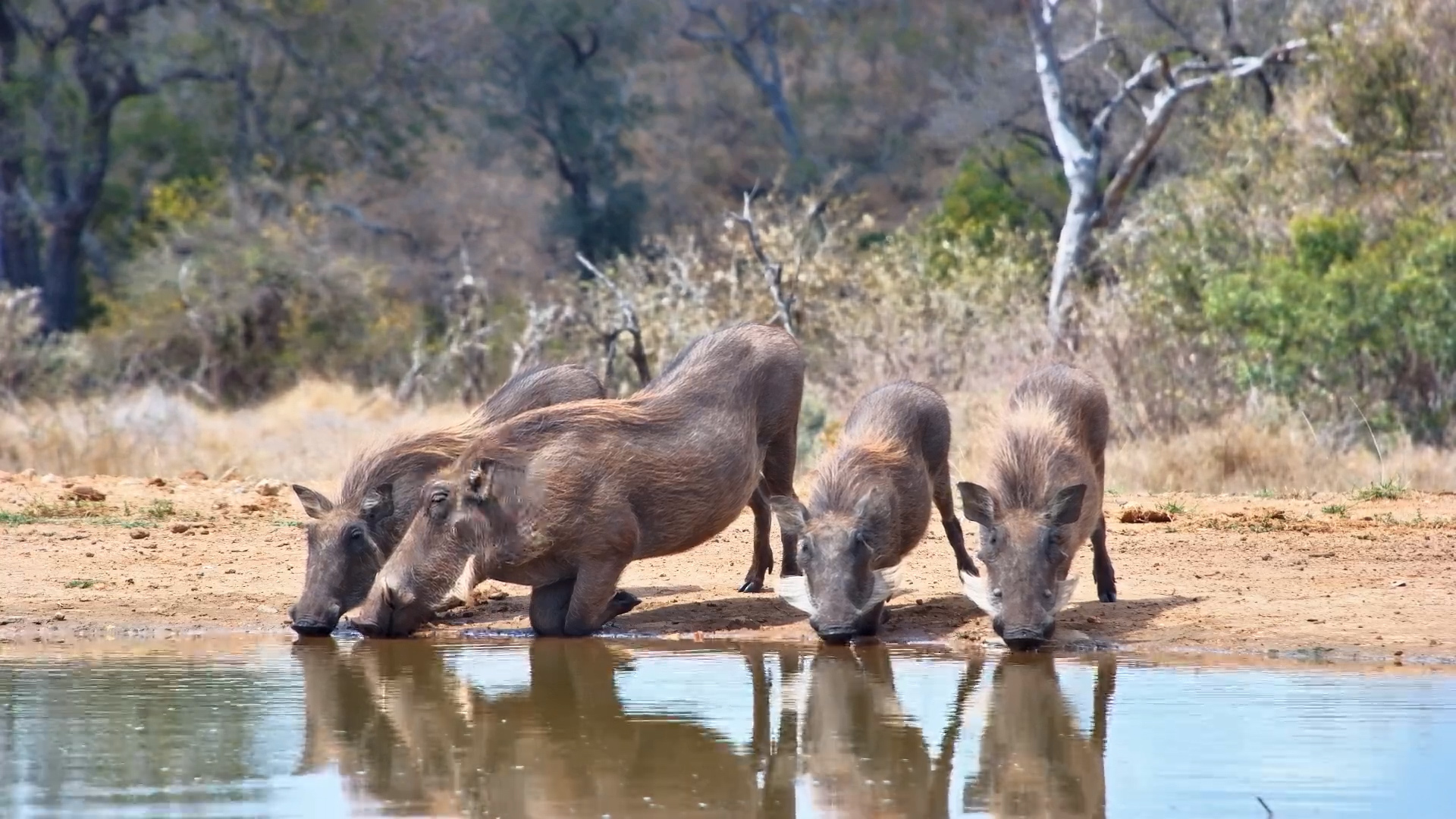 Kings Camp Gets a Visit From the Warthog Family