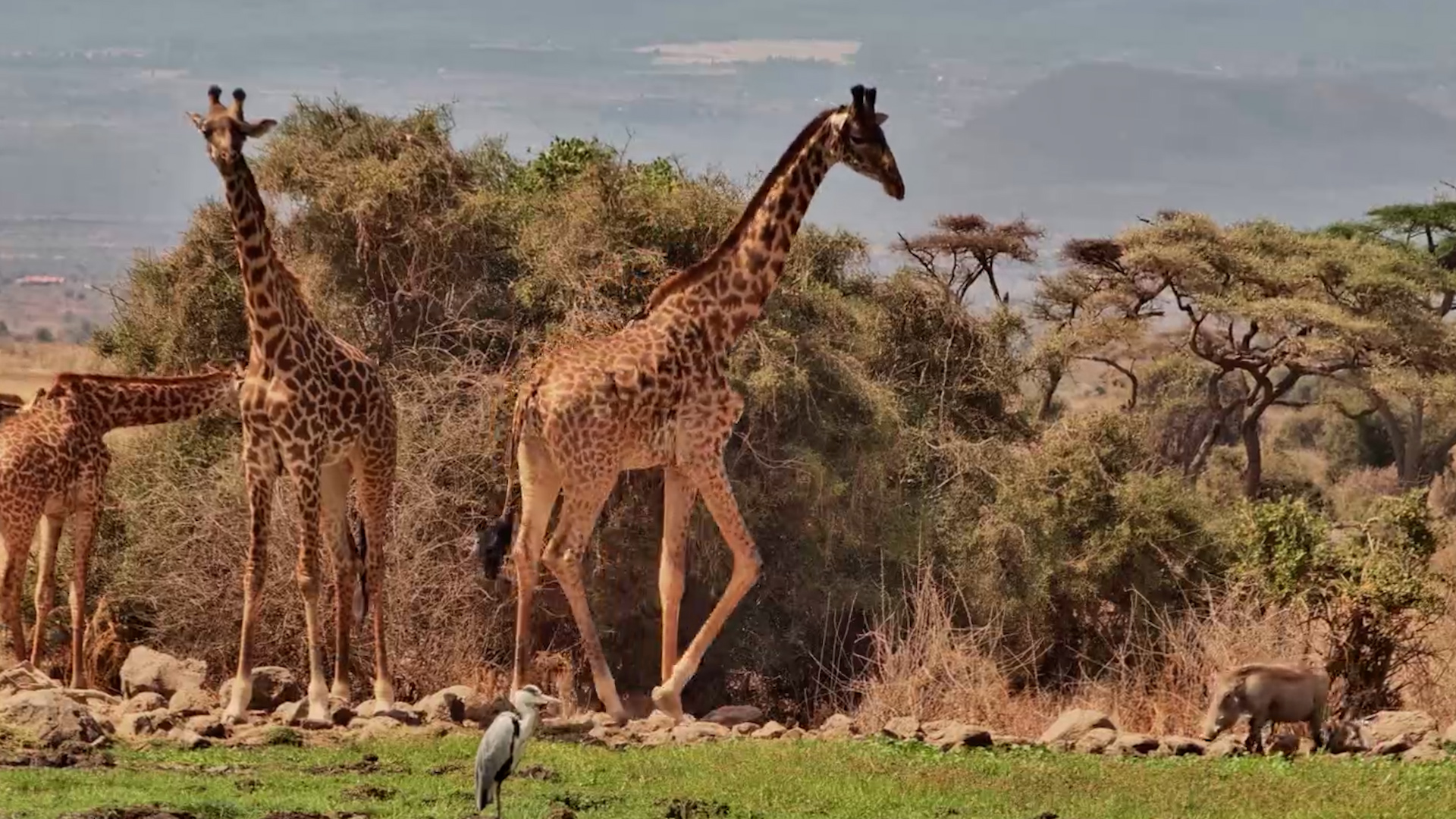 Warthogs Casually Take Over the Giraffes’ Drinking Spot