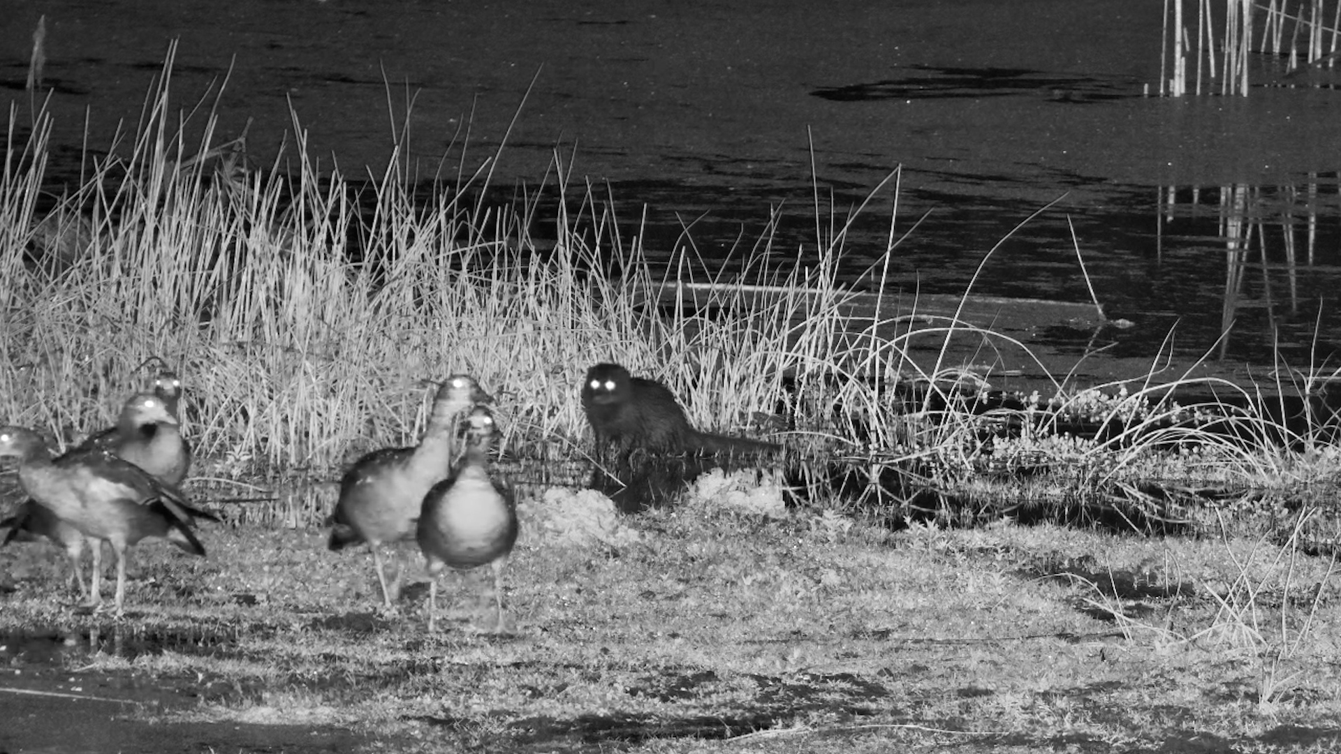 Water Mongoose Hunts Frogs Under the Cover of Darkness