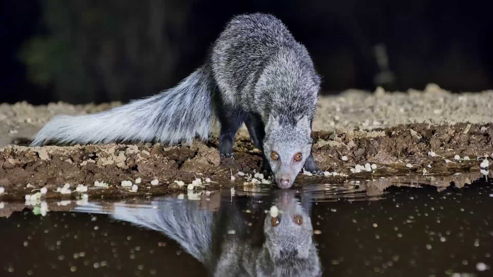 Check Out the Eyes on This White-Tailed Mongoose