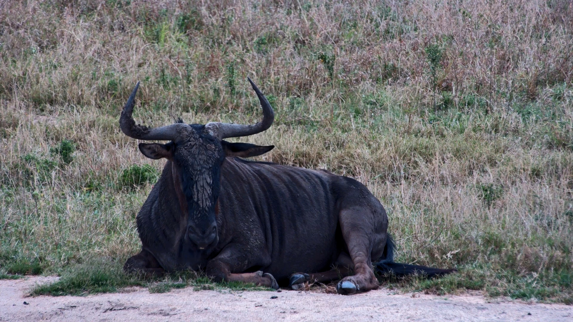 Wildebeest Has a Snack… Then Decides That’s Enough for Today