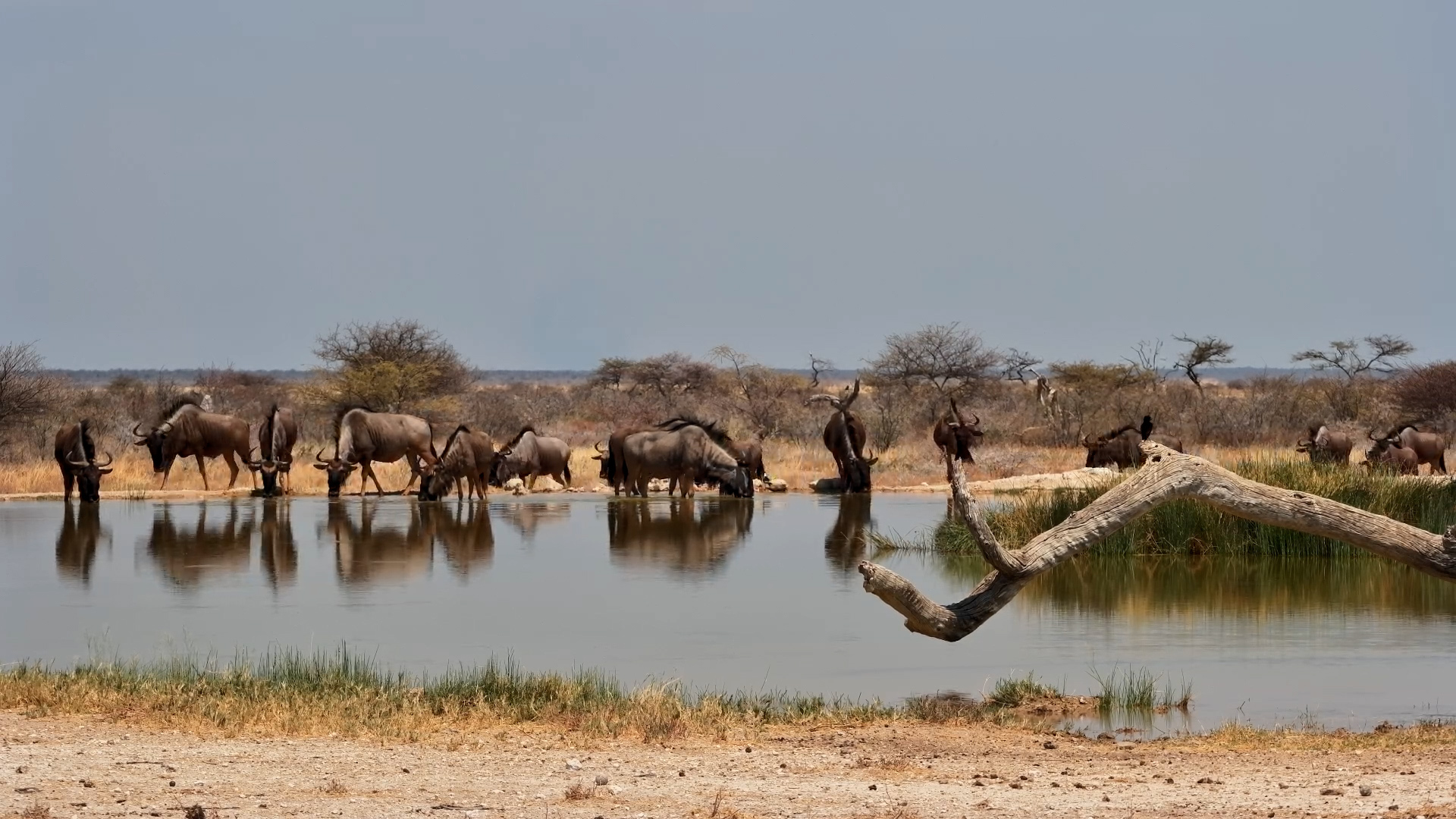 A Whole Herd of Thirsty Wildebeest Arrives at the Water