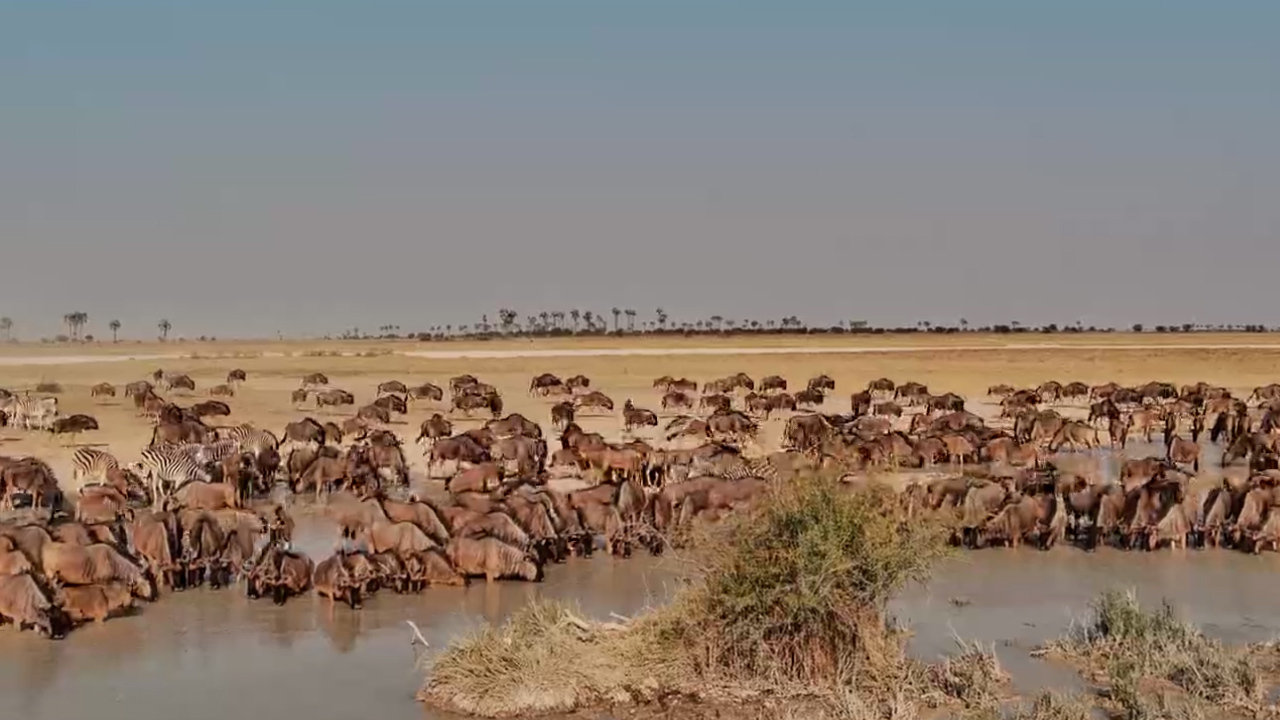 A Sea of Zebras and Wildebeest at Jack’s Camp