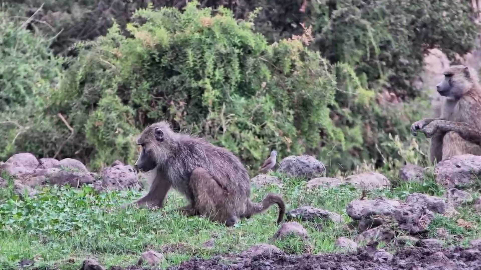 Baboon Adapts to Life With an Injured Arm