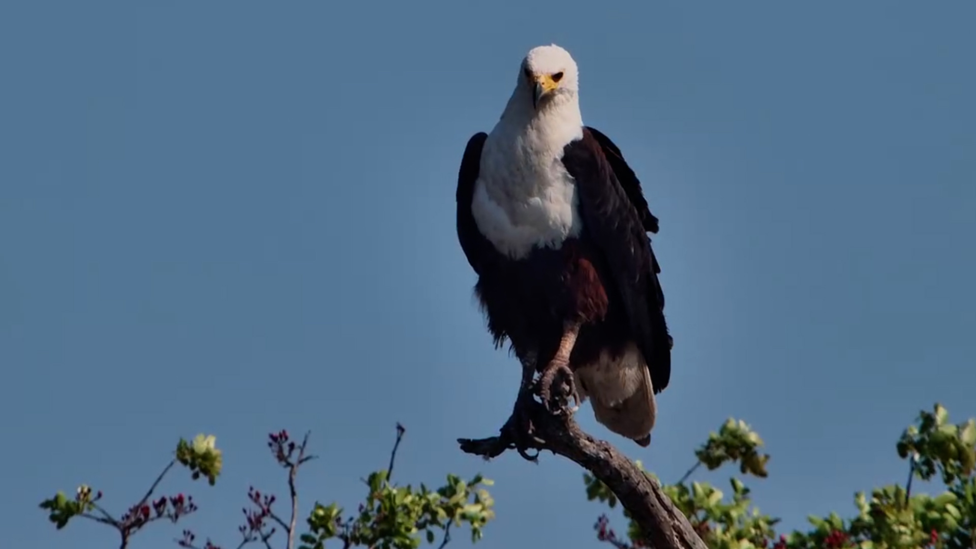 African Fish Eagle Against a Brilliant Blue Sky