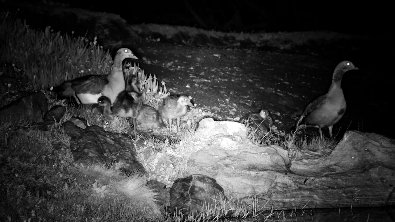 Egyptian Goose Family Settles In for a Rest Together