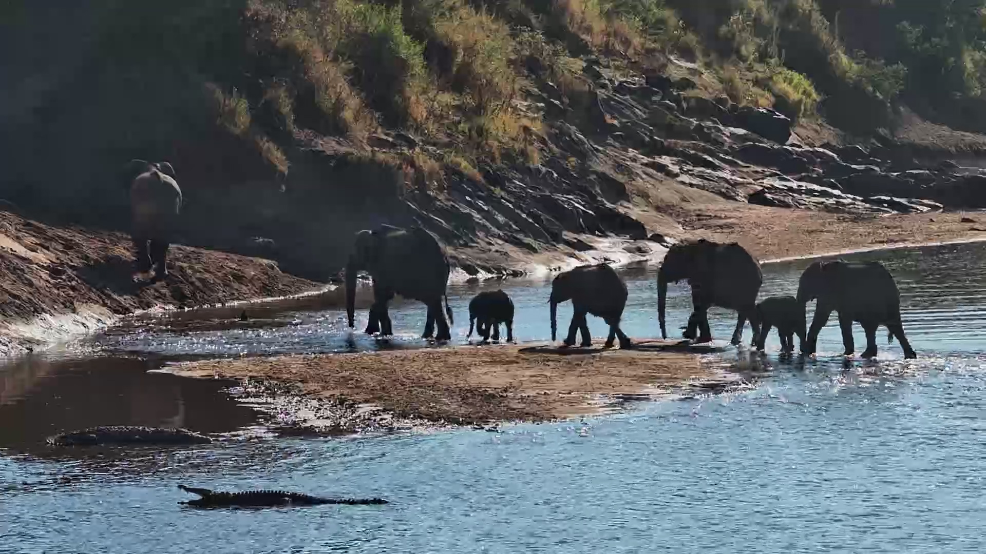 Elephants Drink, Snack & Wander Across the Mara River