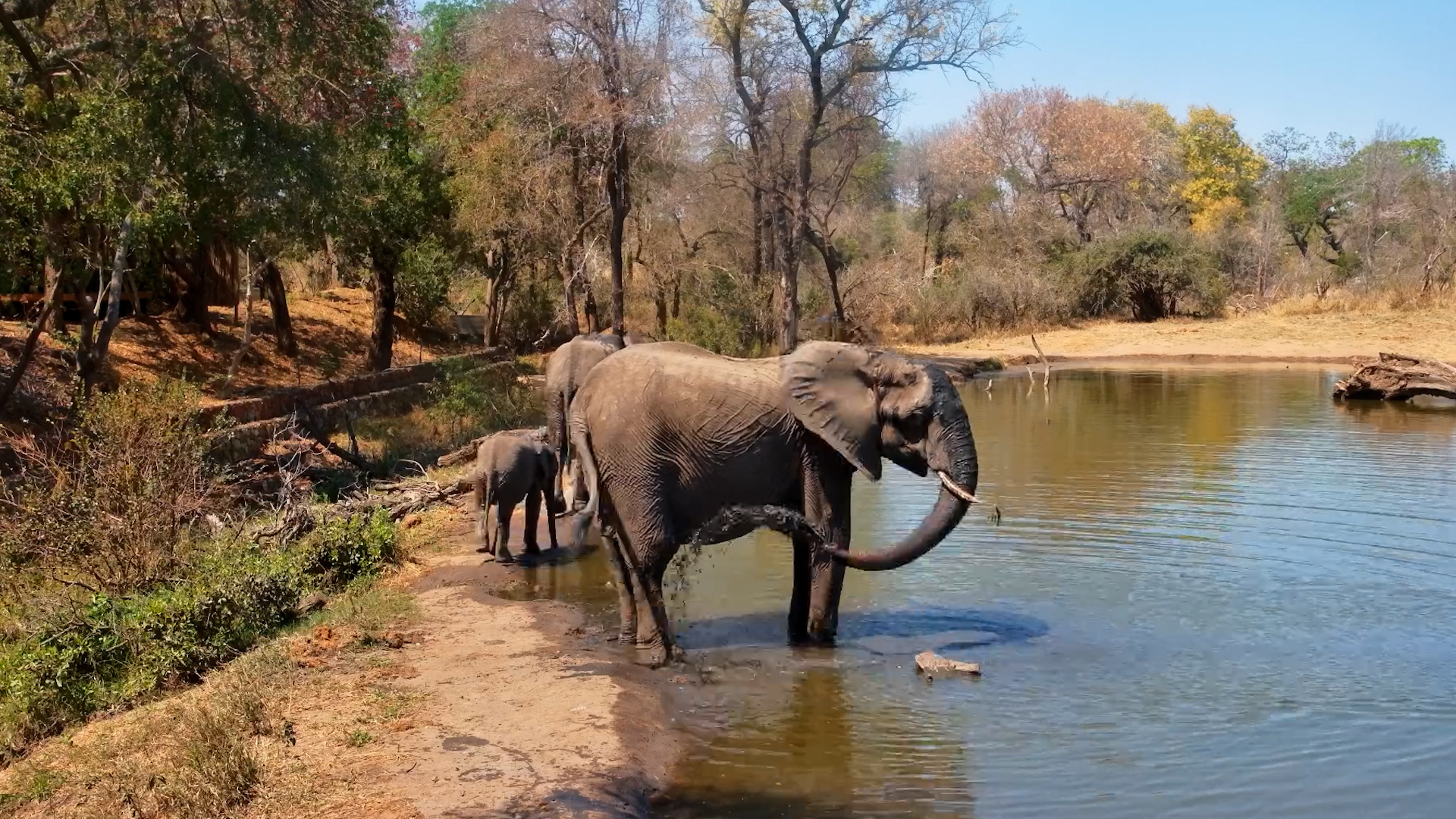 Elephants Turn Serondella Into Their Own Splash Zone