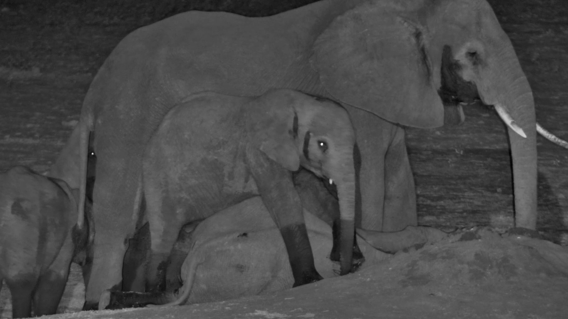 Is This the Elephant Version of a Cuddle?