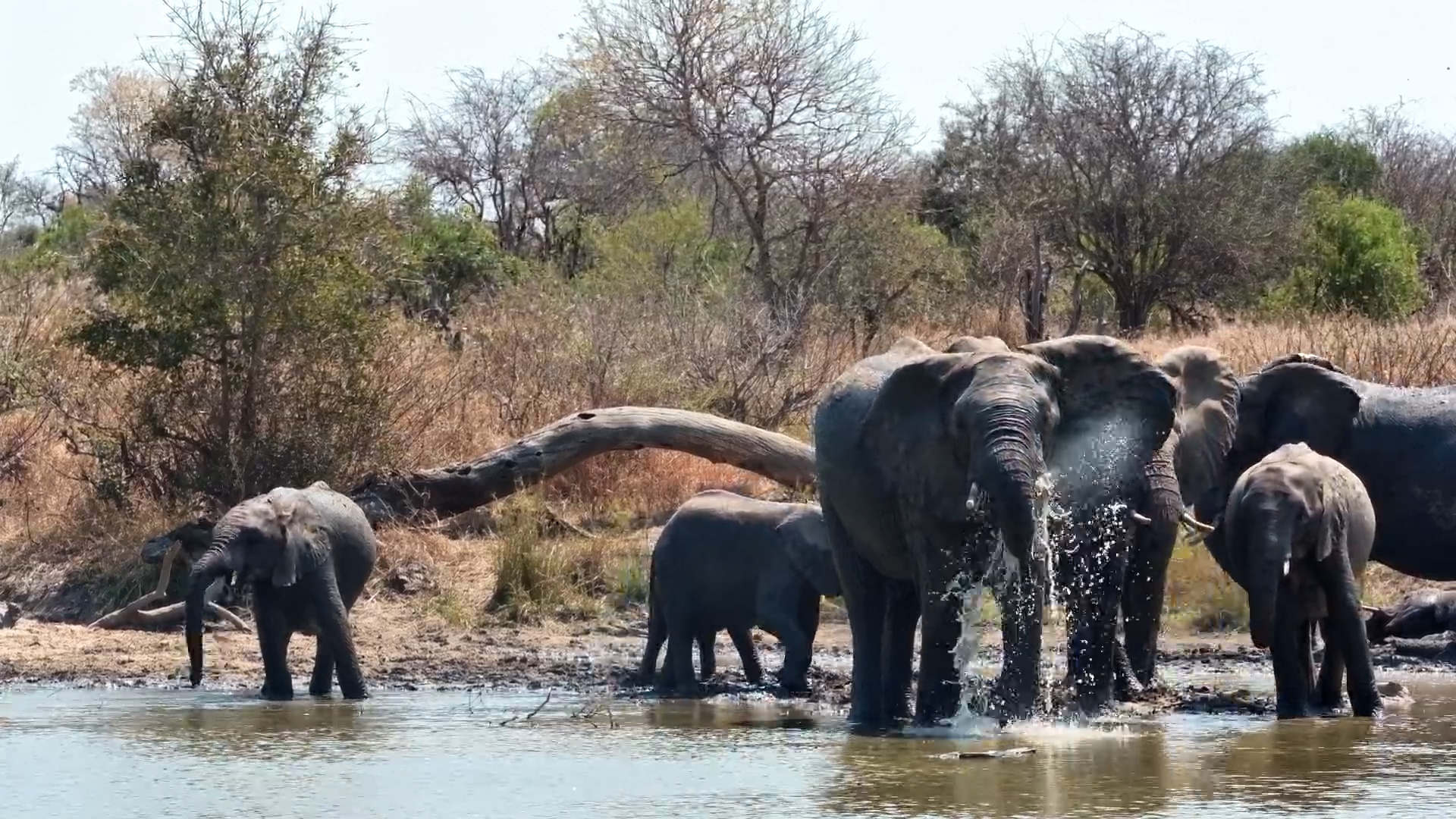Water + Elephants = The Perfect Cool-Down