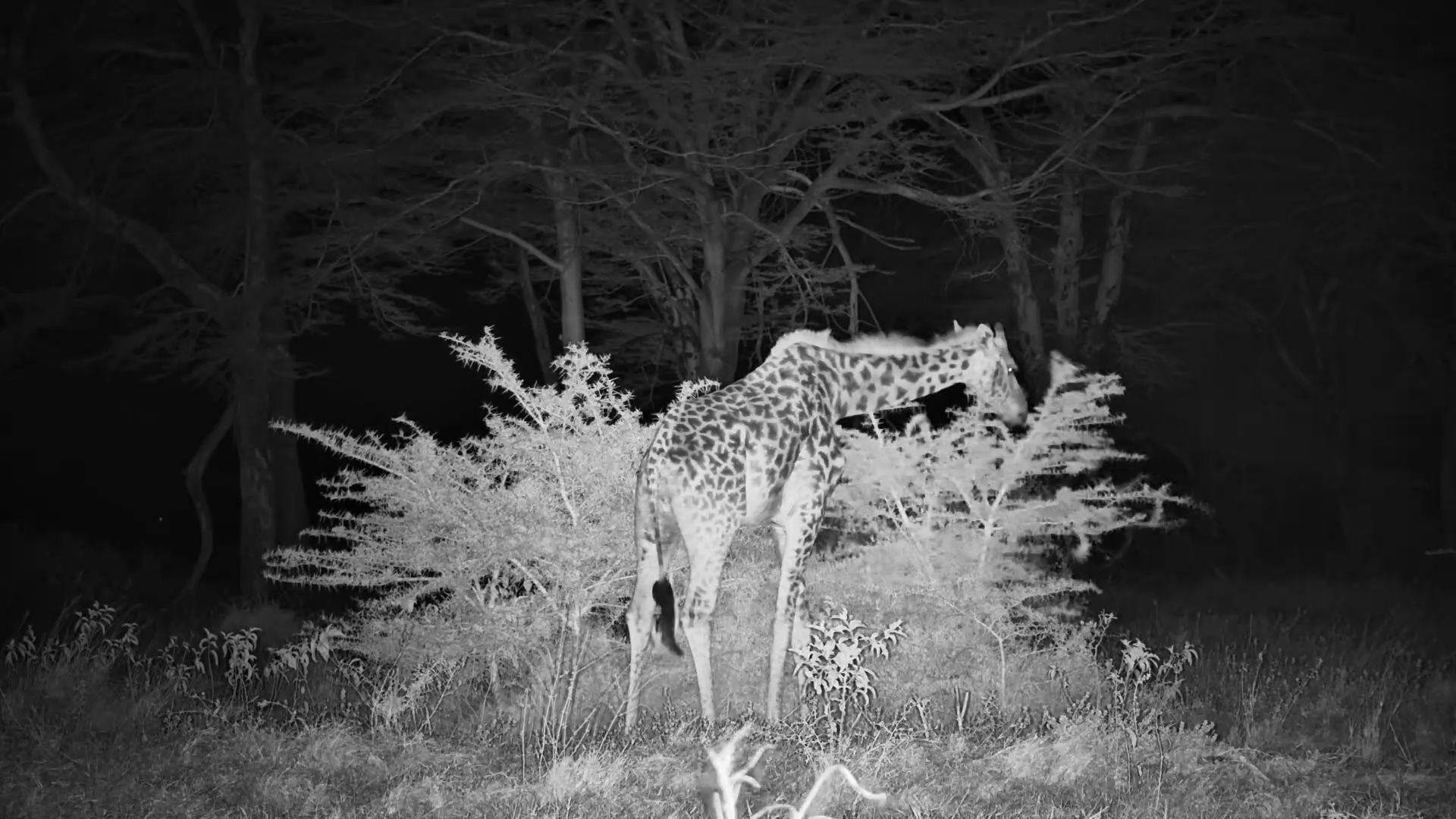 A Quiet Night With a Hungry Giraffe