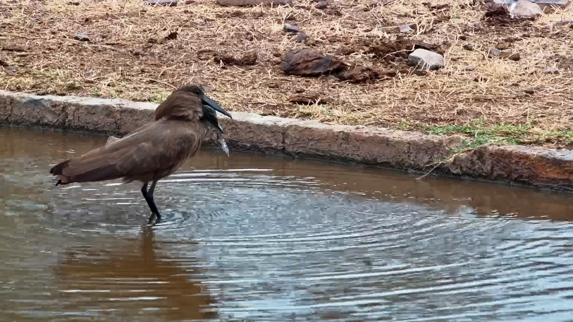 The Frog That Was Simply Too Much for This Hamerkop