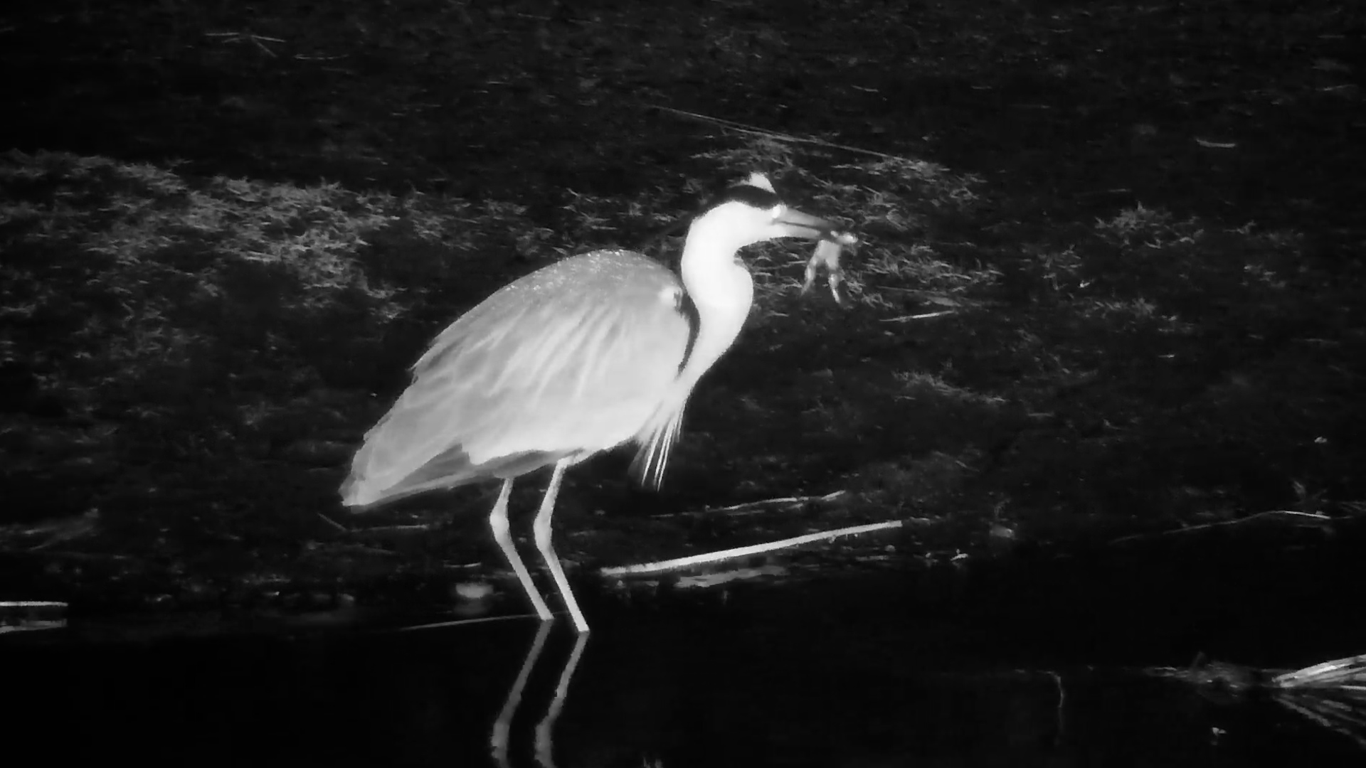 Grey Heron Catches Its Supper After Dark!
