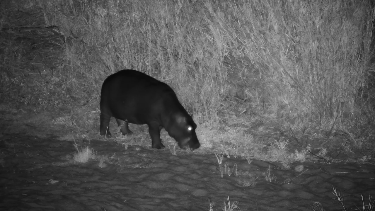 Late-Night Dinner With a Hippo