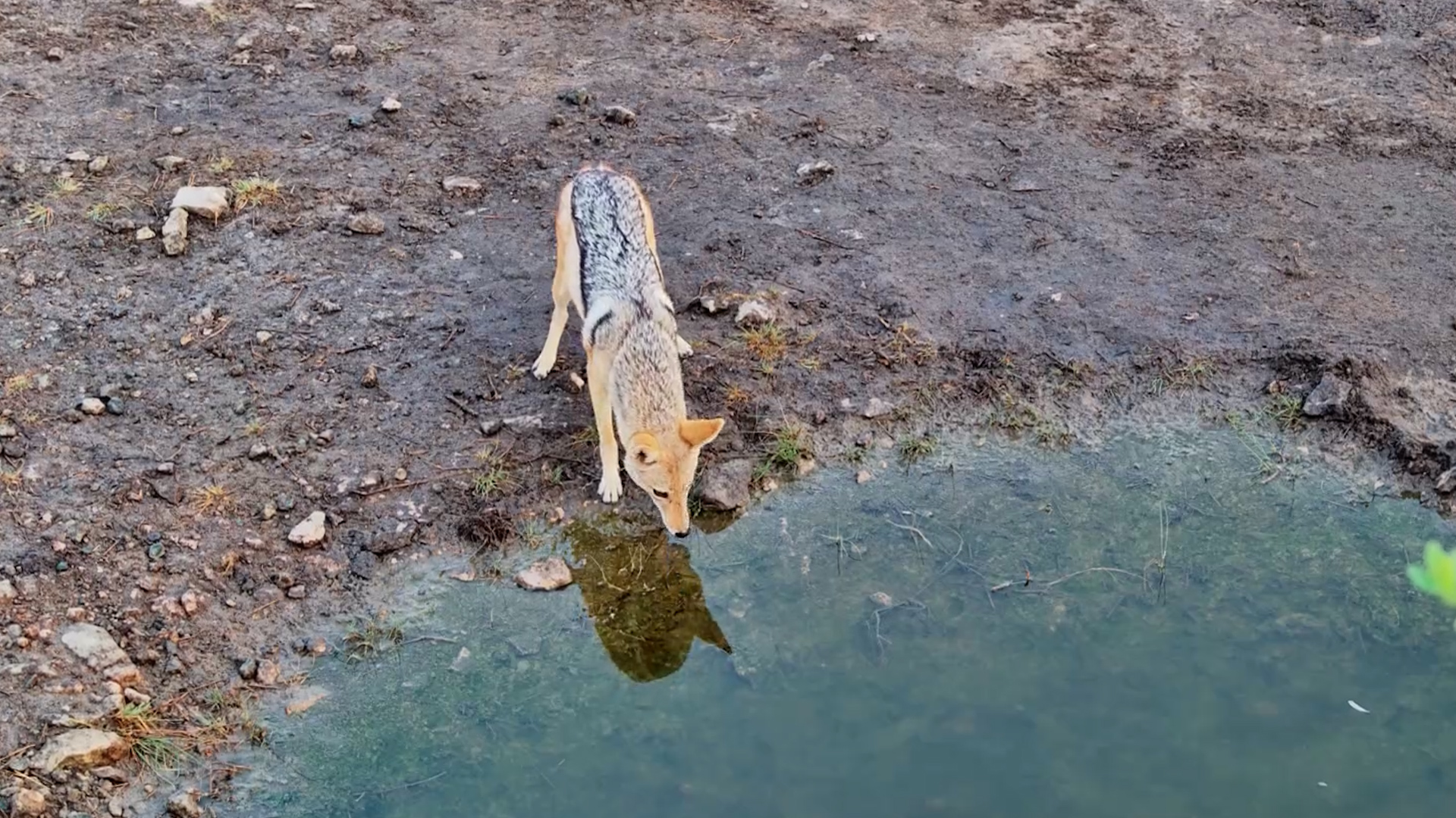 Jackal Stops for a Drink in the Kalahari