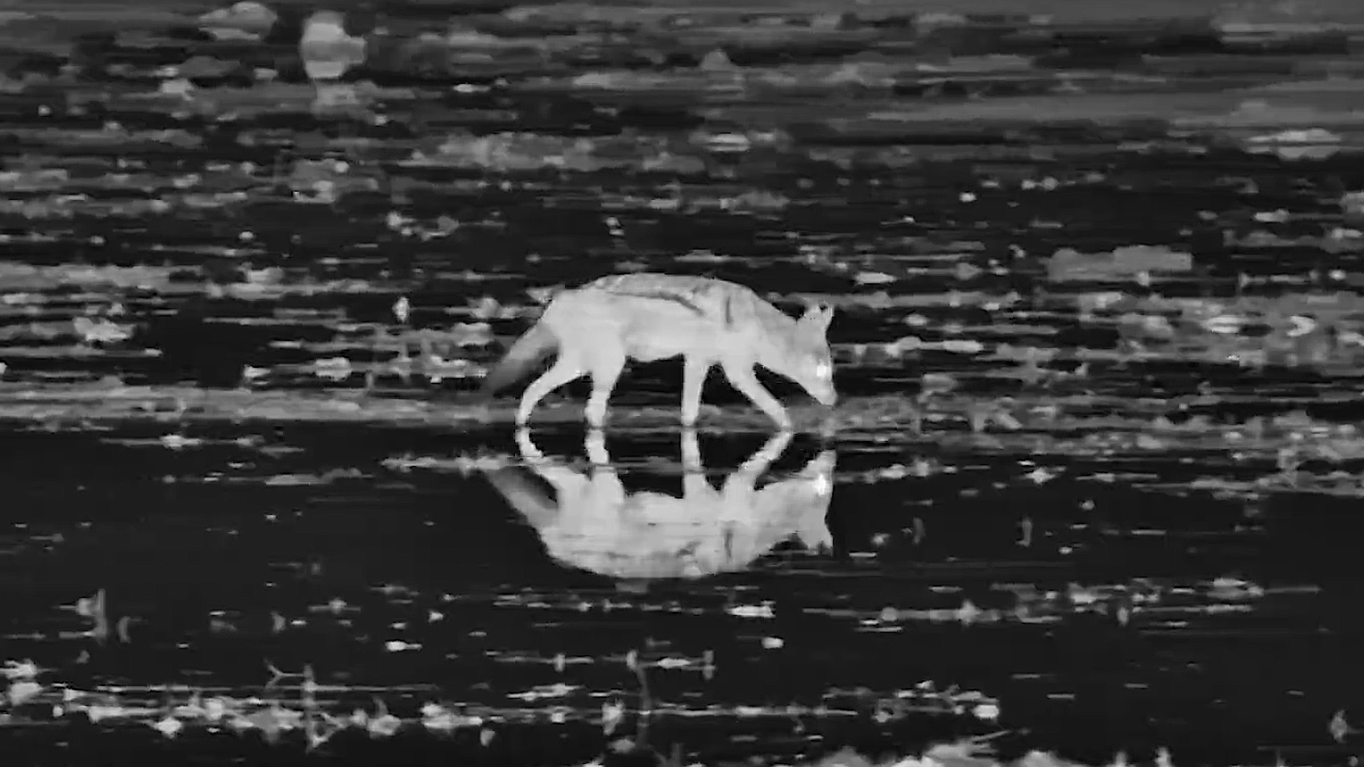 Jackal Goes Searching for Snacks in the Shallows After Dark