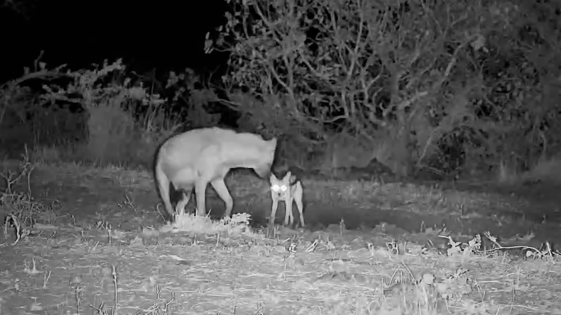 Jackal Gets Cheeky With a Spotted Hyena