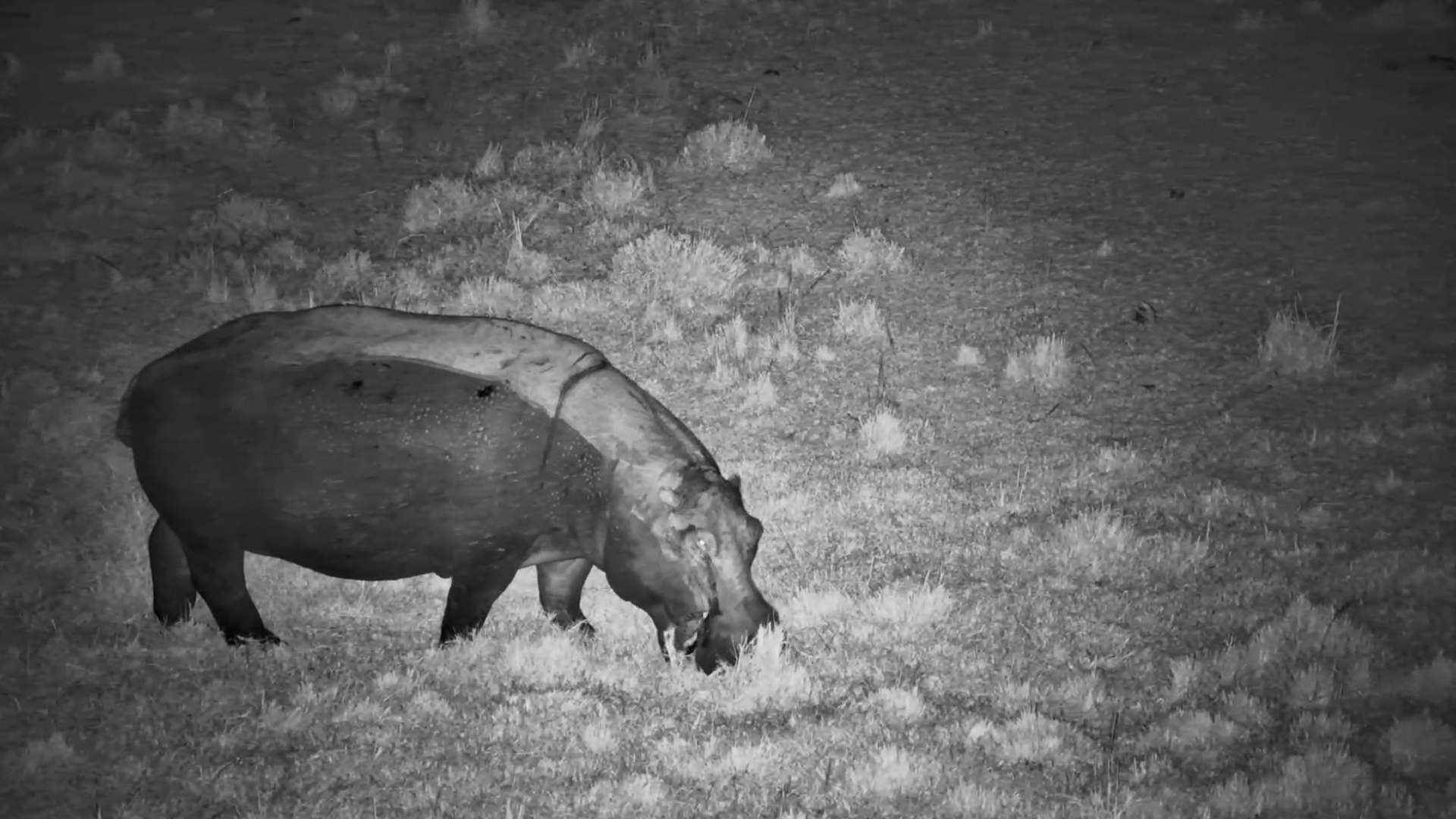 Just a Hippo Munching While Bats Zoom Around Its Head