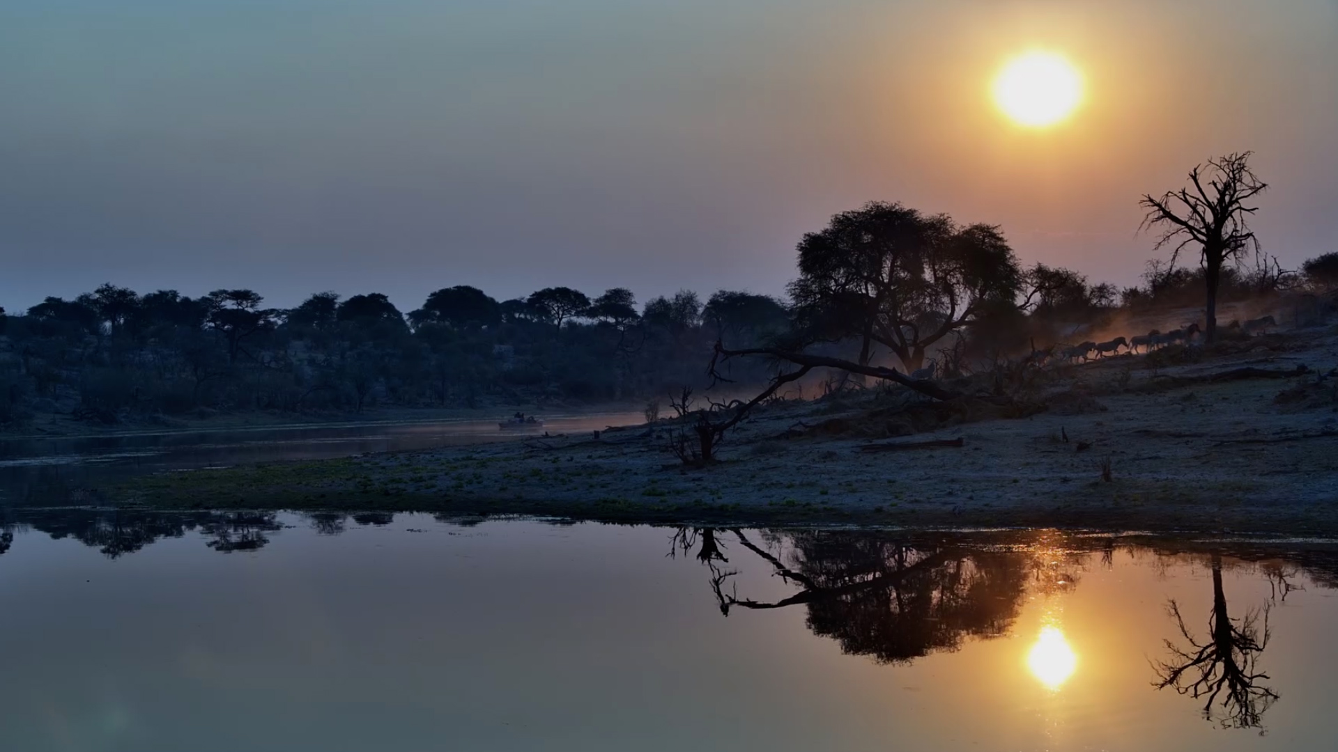 A Herd of Zebras, Golden Light & a Cloud of Dust