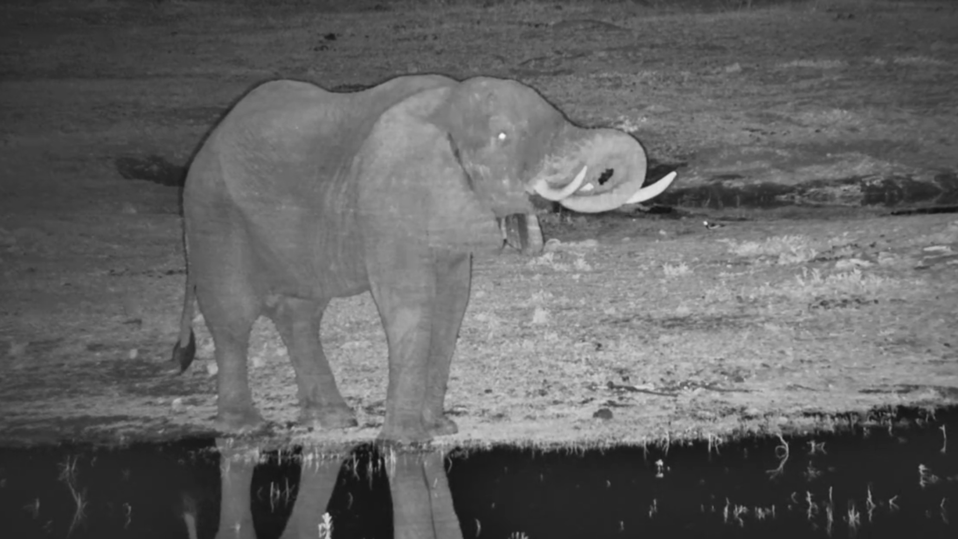 Elephant Slips In for a Quiet Drink in the Dark