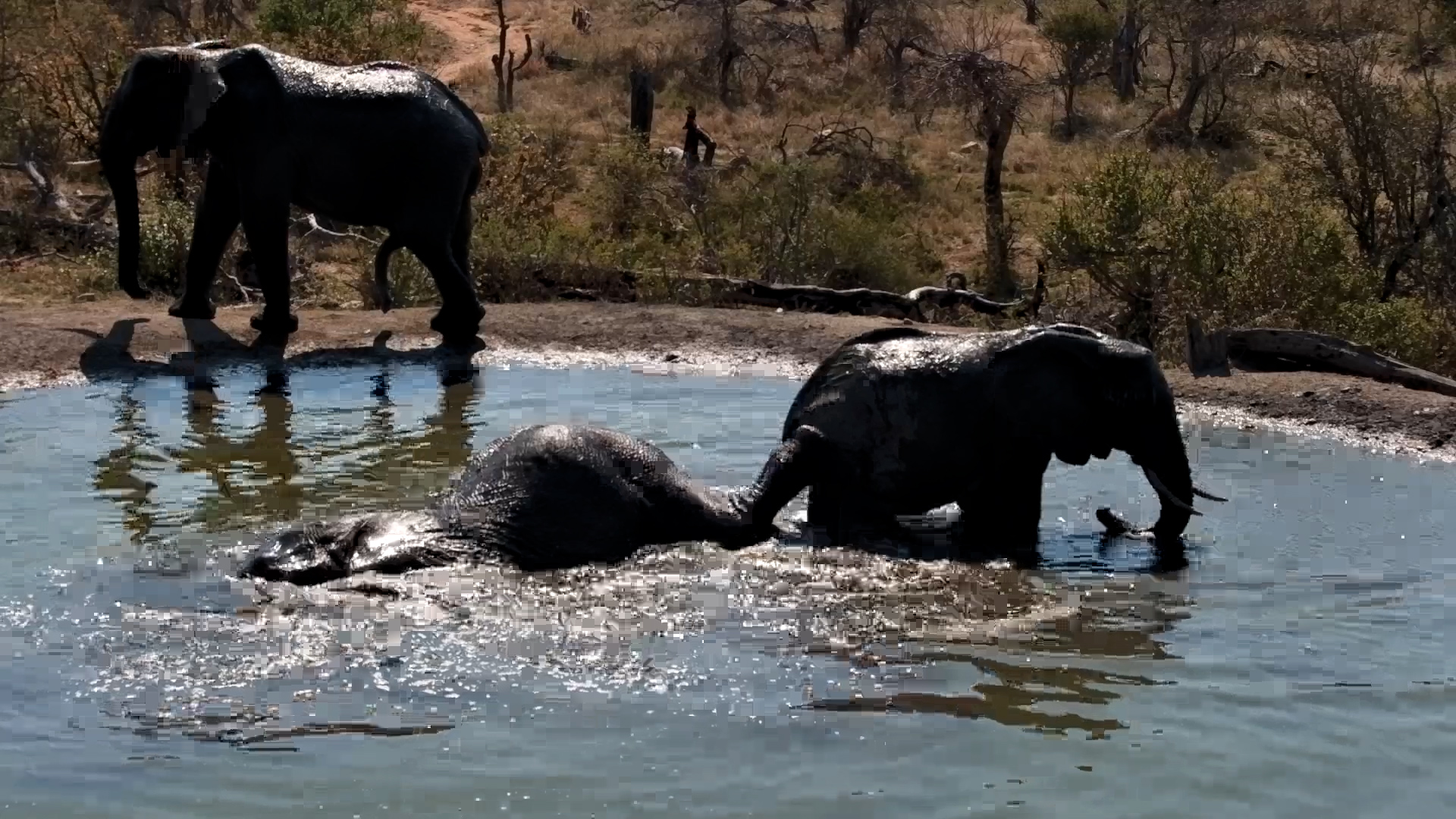 Everyone In! Rosie’s Pan Becomes an Elephant Poo