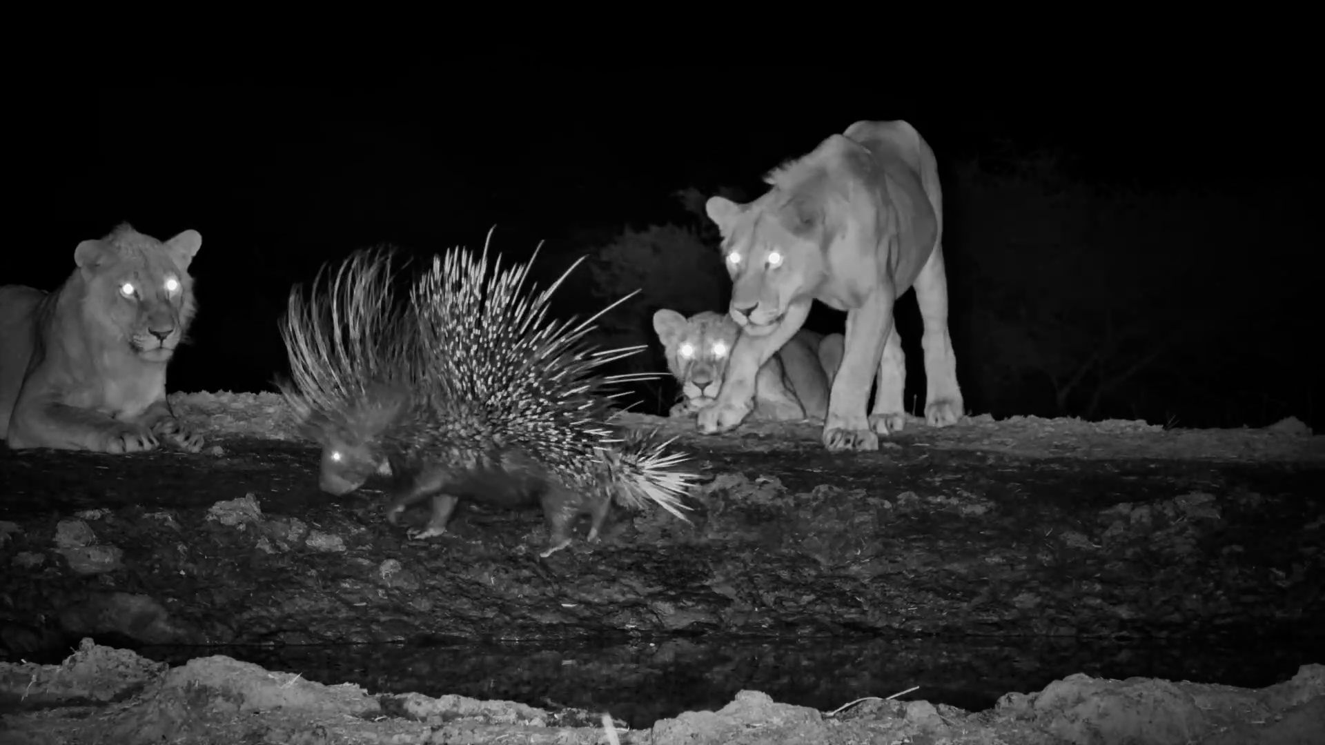This Porcupine Won’t Give Up Its Drink for a Few Lions