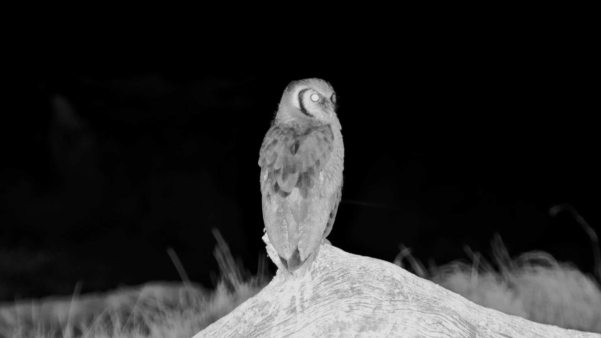 The Night Watch Begins for This Verreaux’s Eagle-Owl