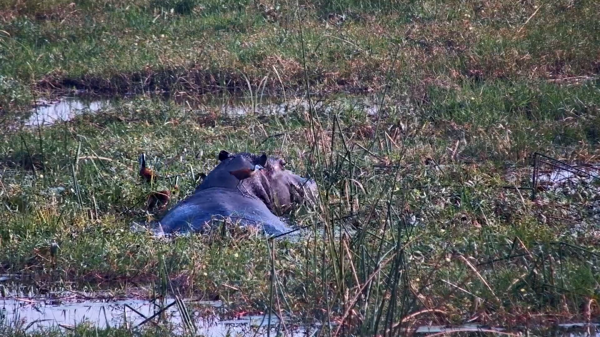 Hippo Finds the Perfect Snacks Without Leaving the Water