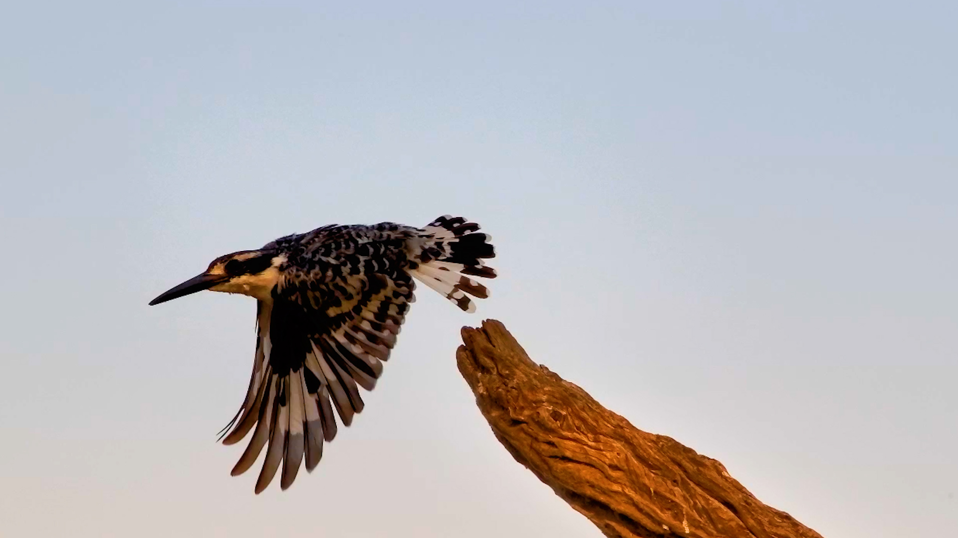 A Little Self-Care for a Pied Kingfisher