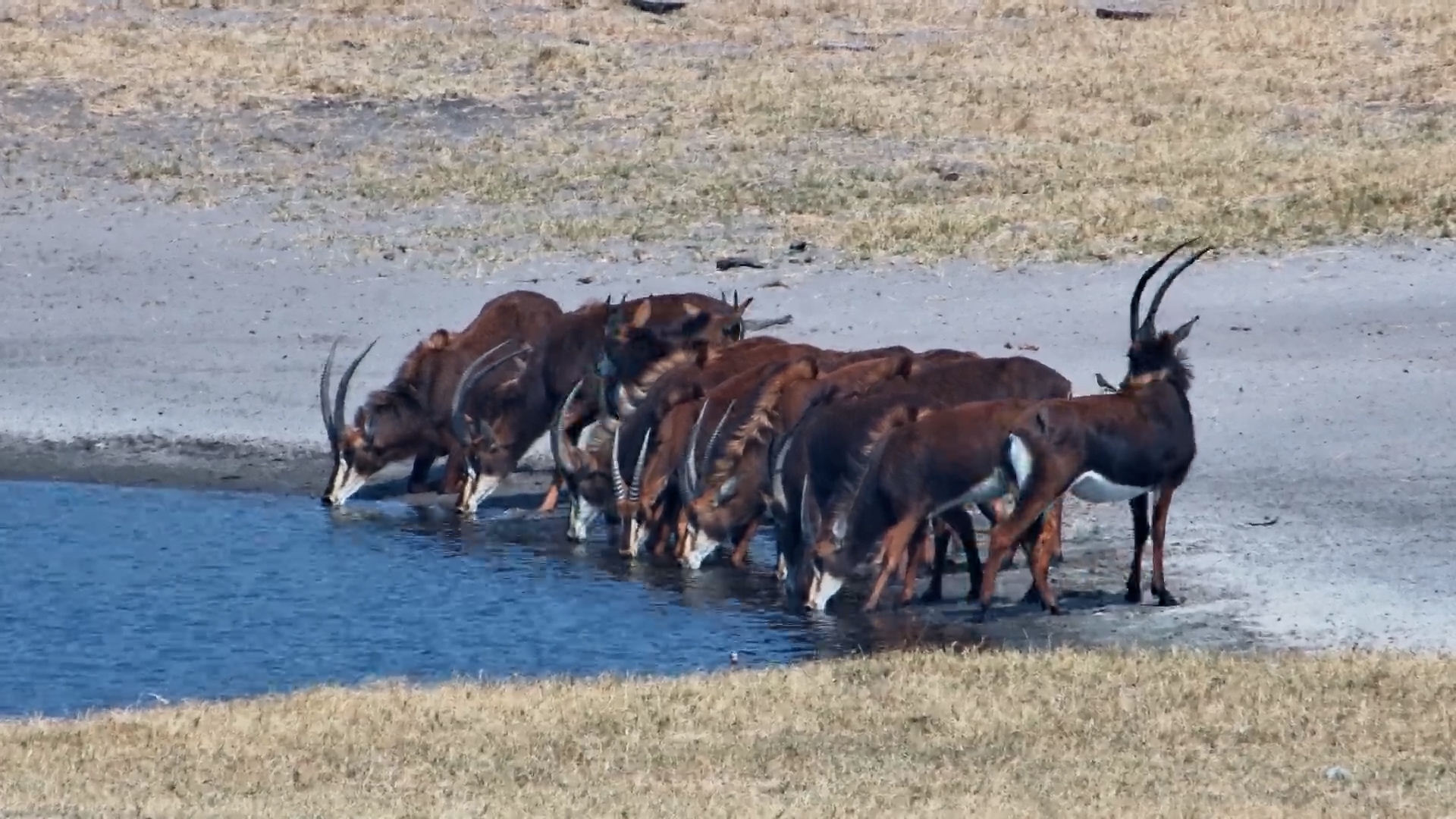 These Magnificent Sable Are on the Move