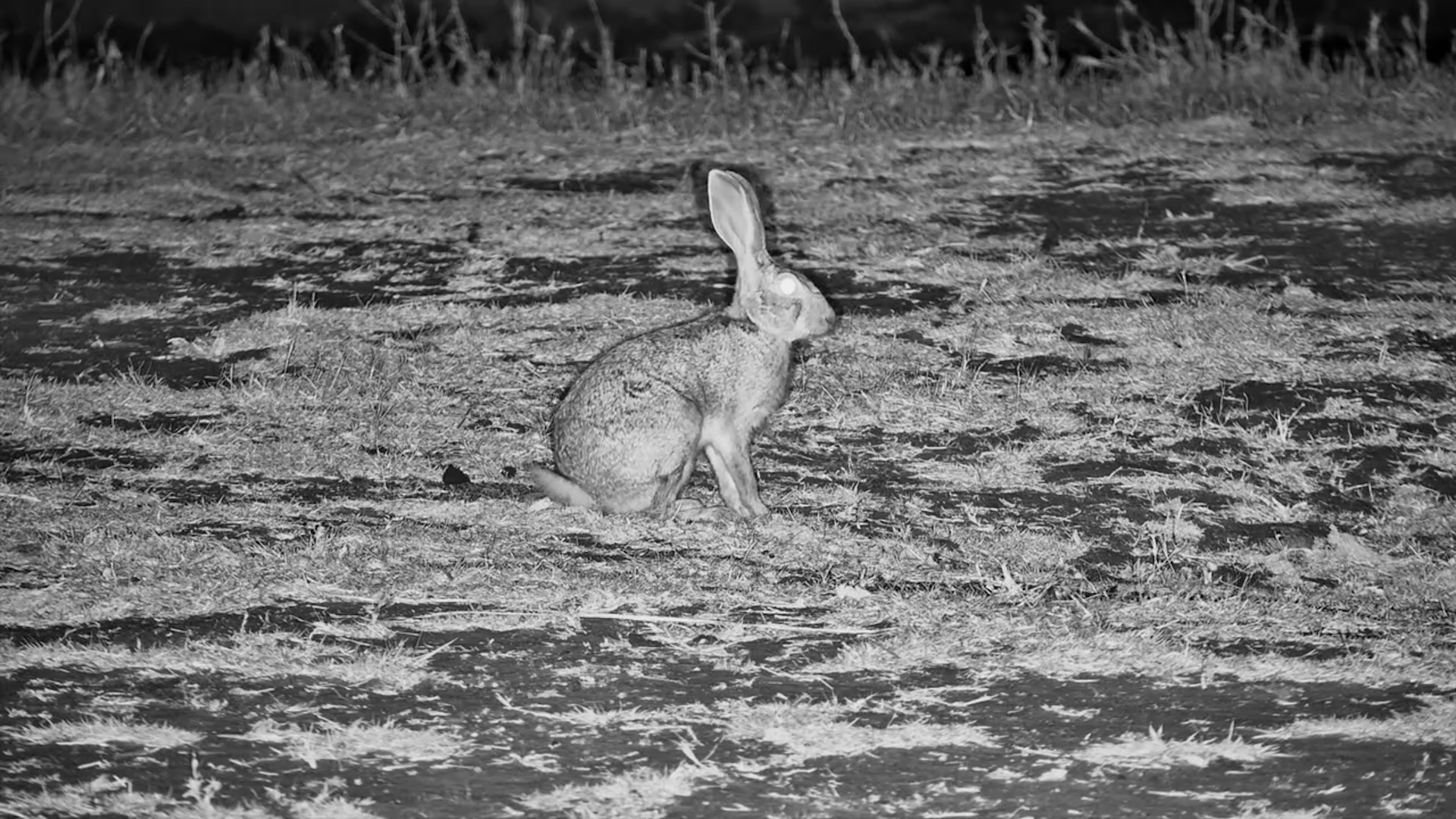 Savanna Hare Sneaks Out for a Midnight Snack