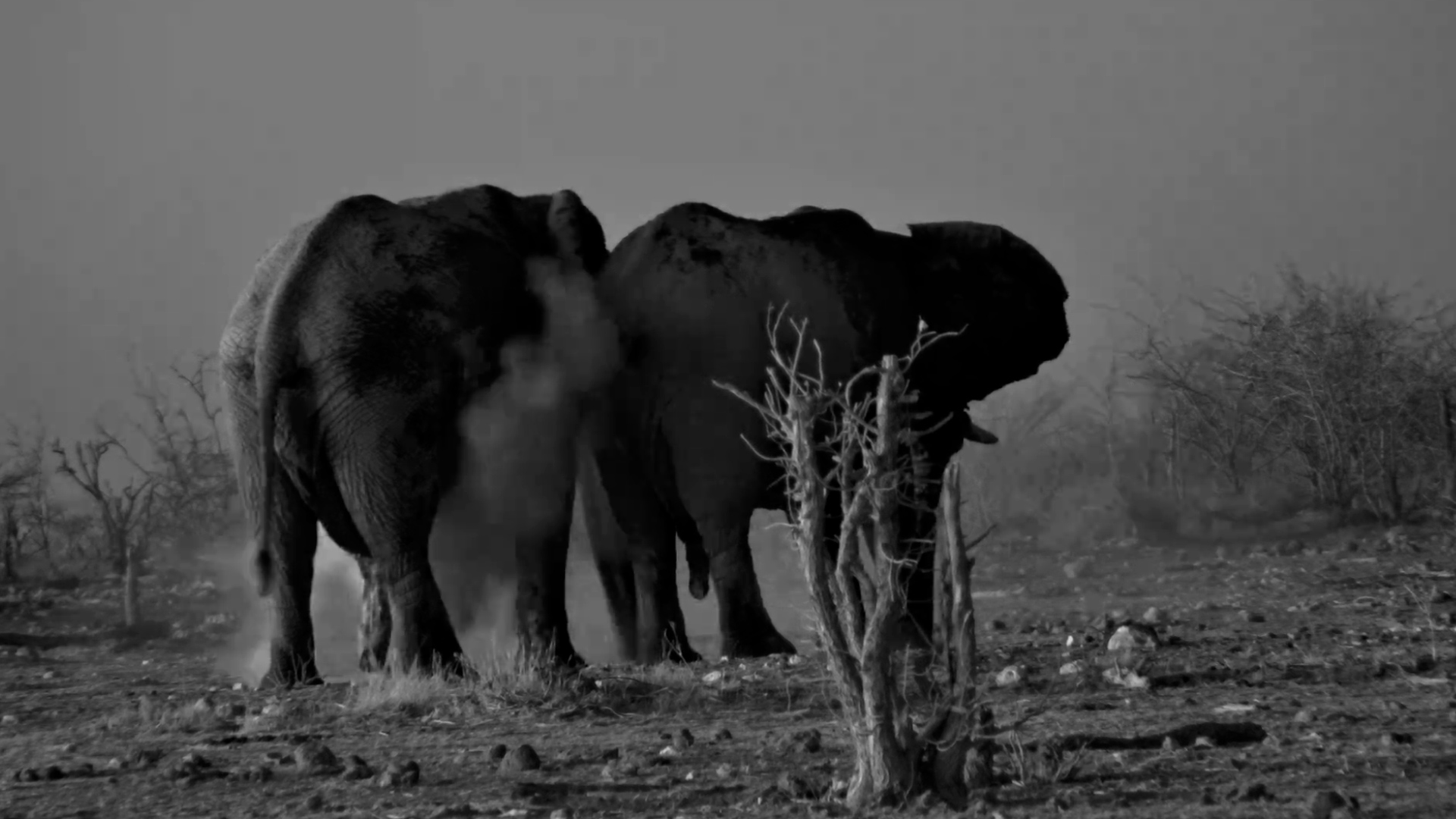 This Elephant Dust Bath Looks Incredible in Infrared