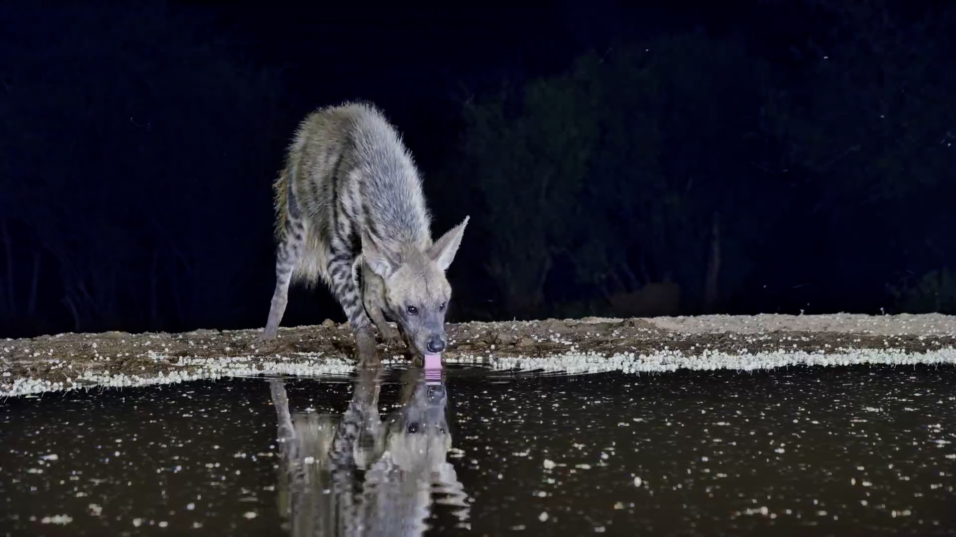 Striped Hyena Slips In for a Drink After Dark