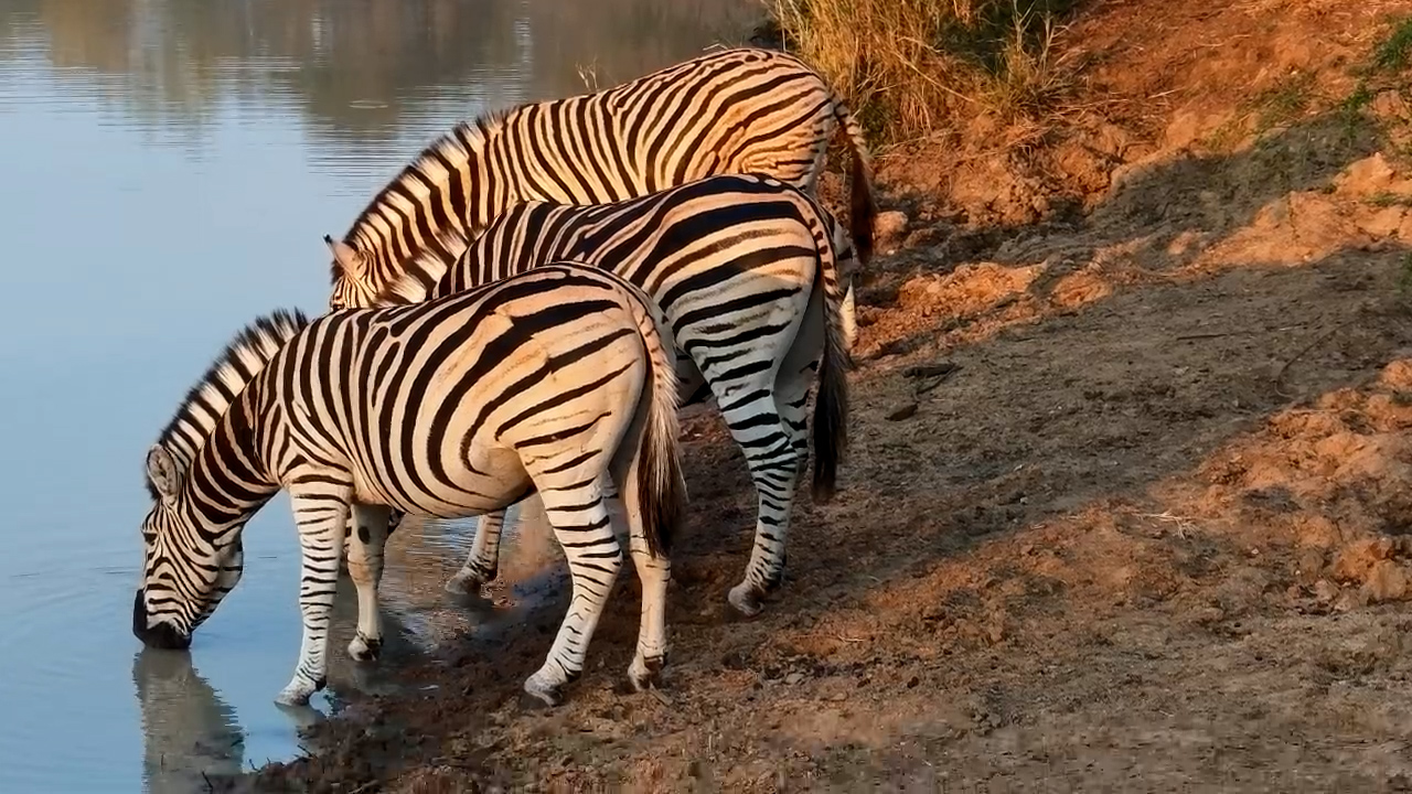 Three Zebras Start the Morning With a Drink