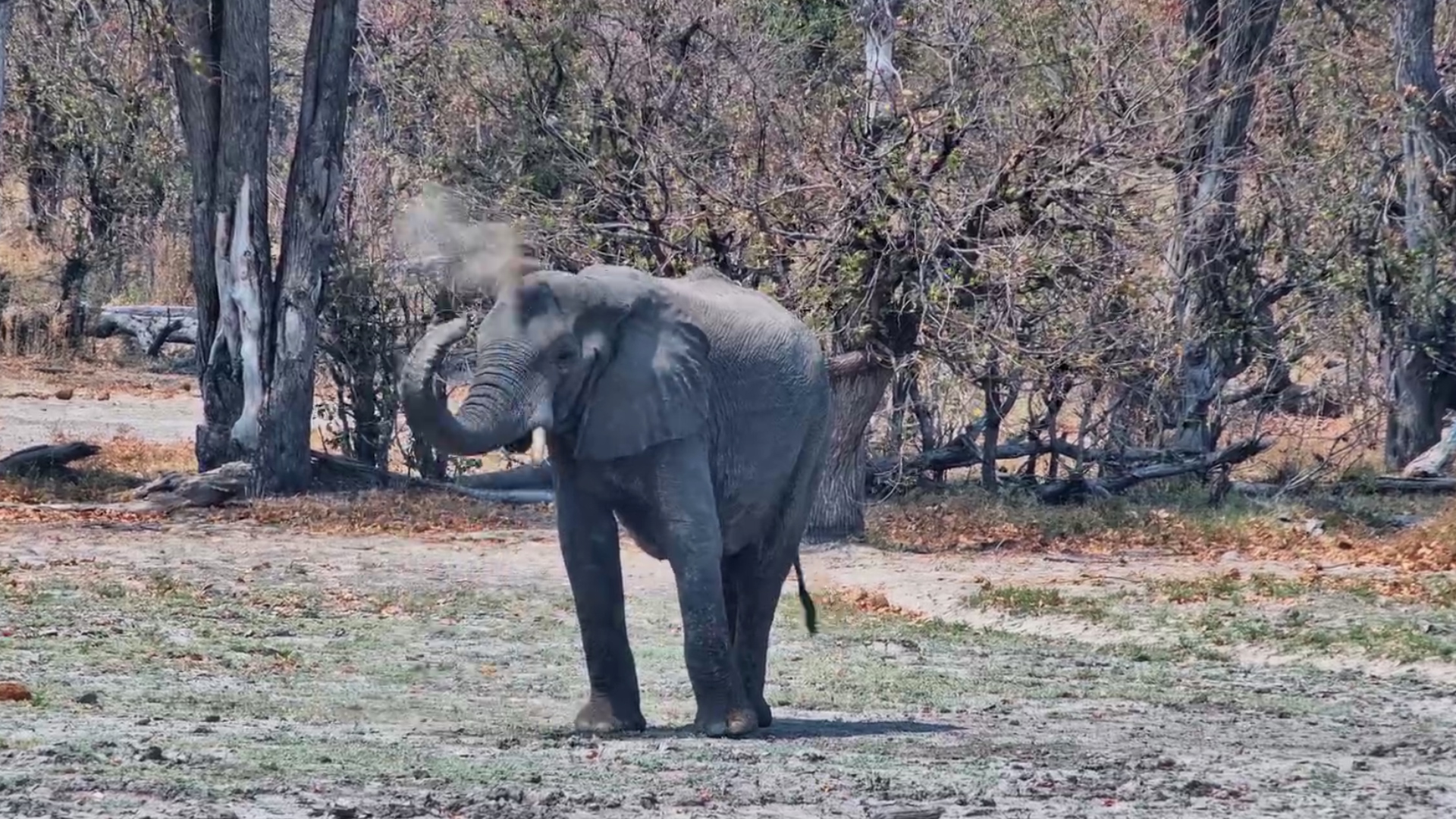 Just an Elephant Enjoying a Slow Day at Twin Pan