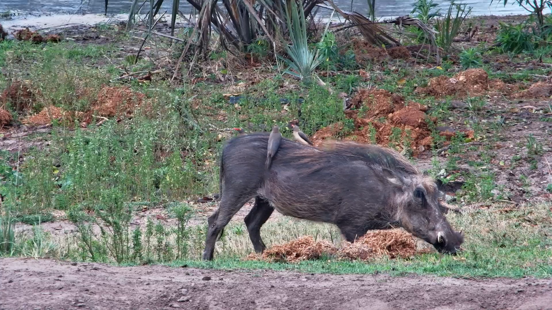 This Warthog Has Picked Up a Few Hitchhikers