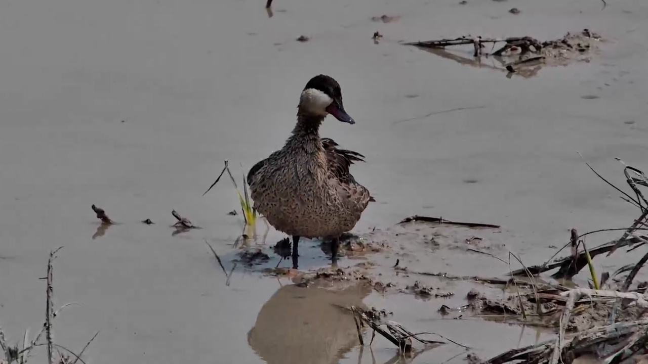 Red-Billed Teal Gets Its Feathers Just Right