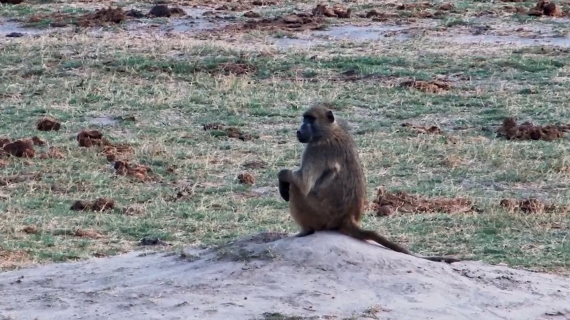 A Baboon Stops to Survey the Scene