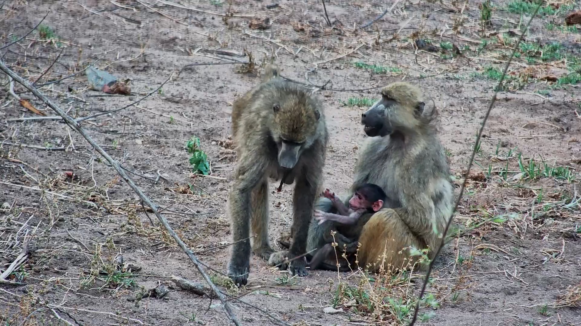 The Baboons Have Taken Over the Springs