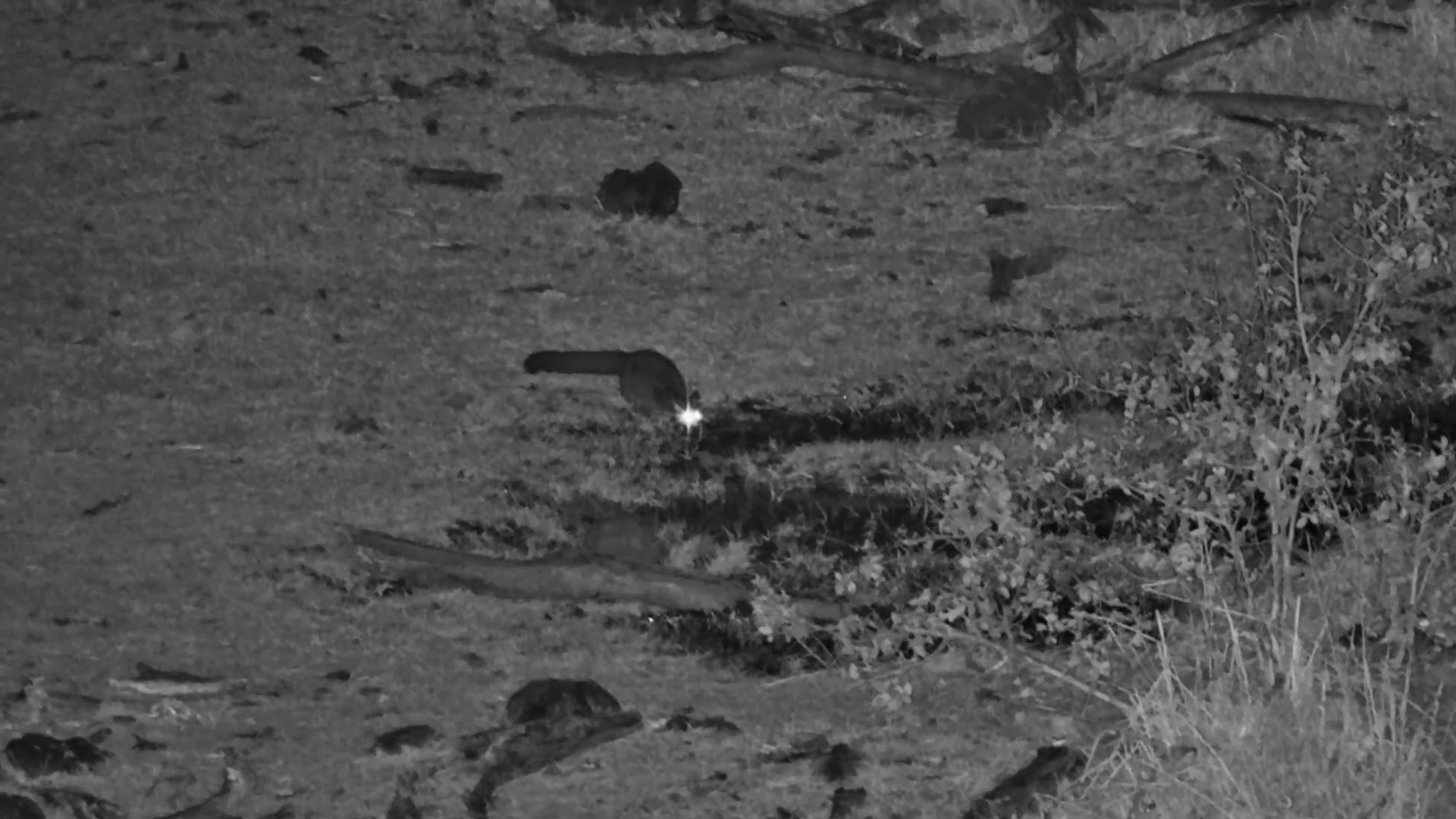 A Thick-tailed Bushbaby's Midnight Snack Hunt