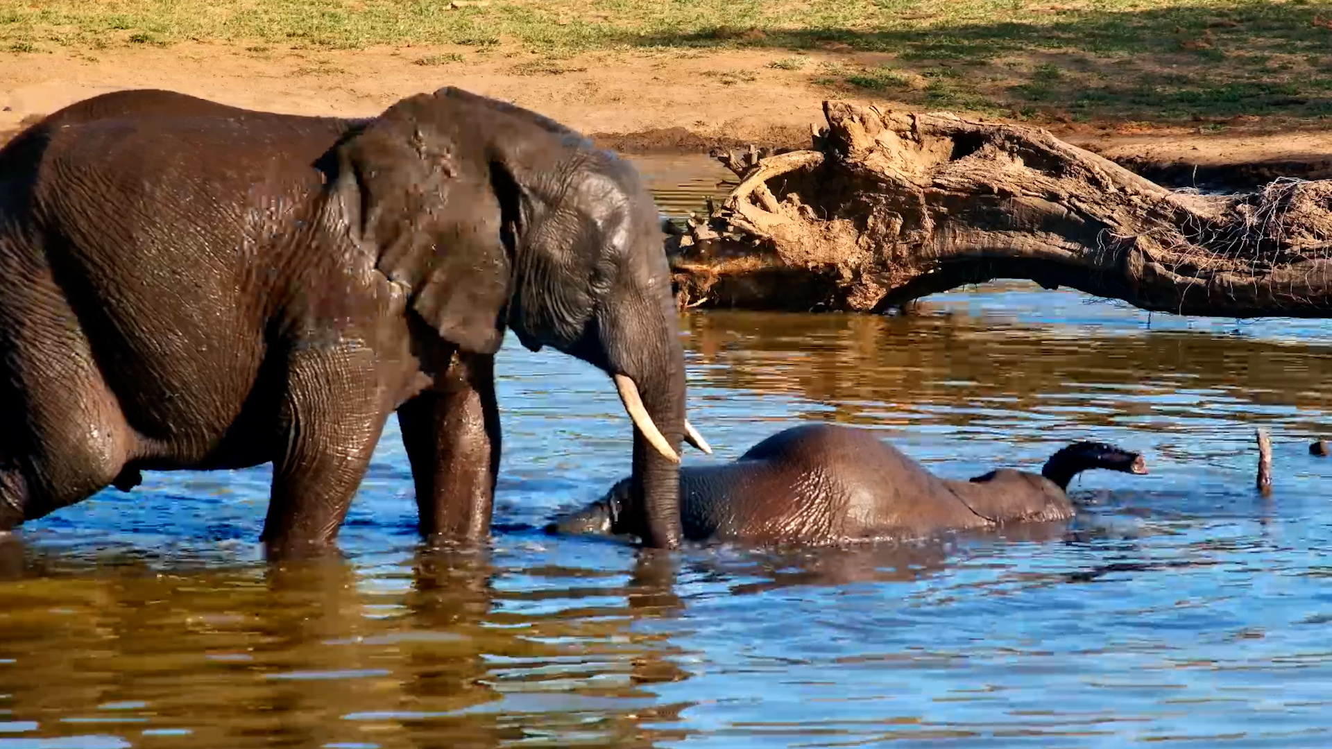 Sip, Dip and Roll for This Elephant Calf!