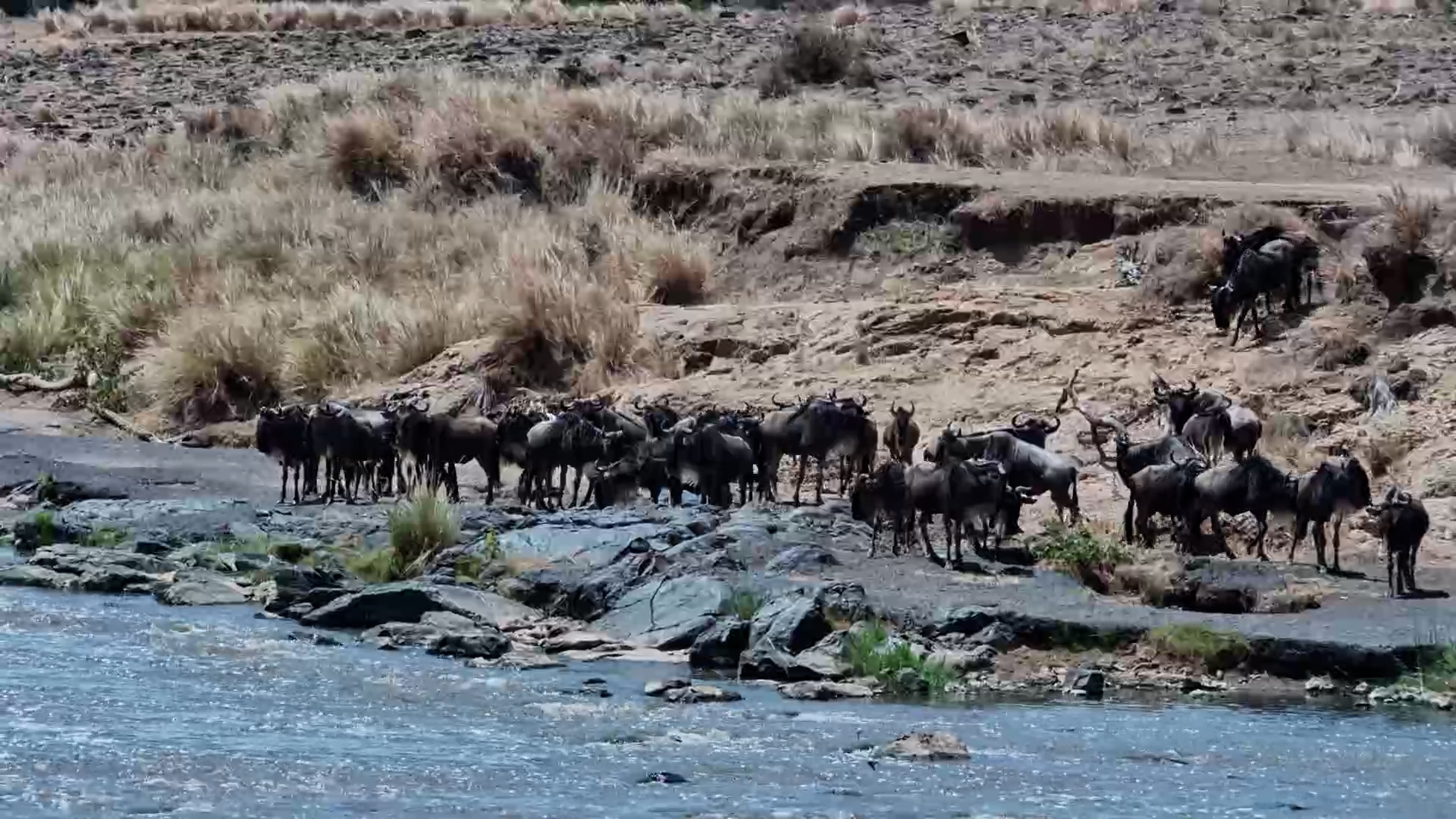 Zebras and Wildebeest Double-Book the Crossing Point