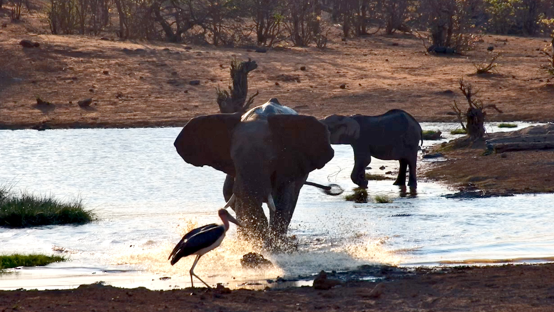 Elephant Gives a Marabou Stork Its Marching Orders