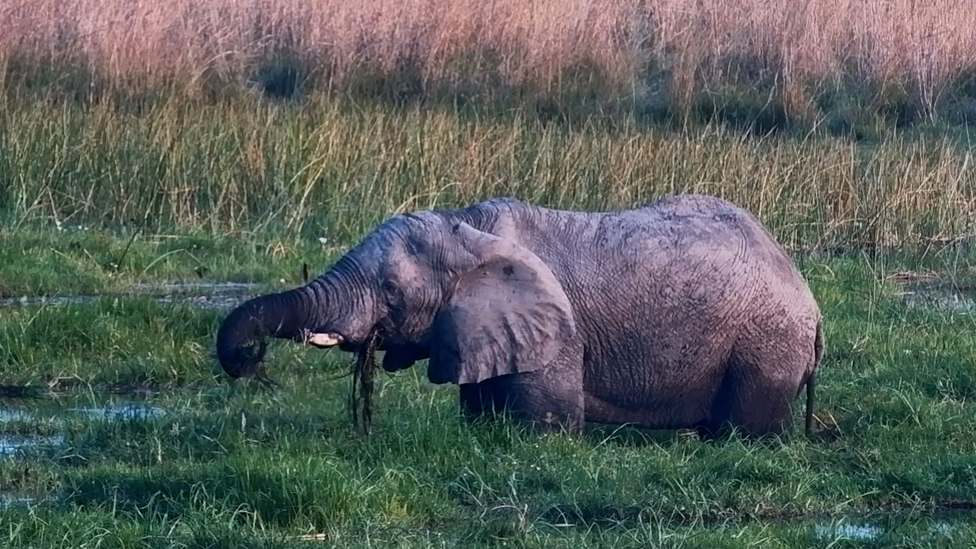 An Elephant Finds Its Own Marshland Buffet