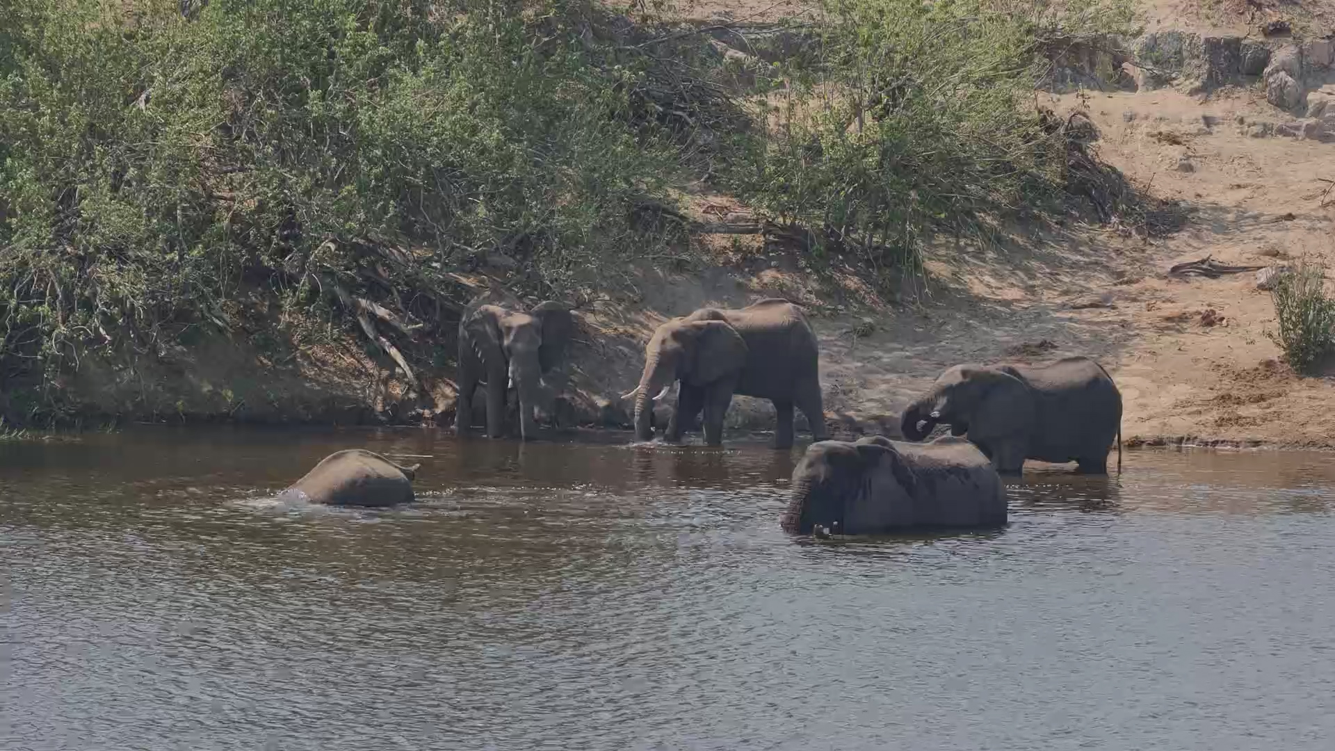 This Elephant Has a Rather Interesting Stroll Down To The River